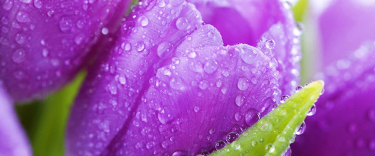 Pierres Violettes