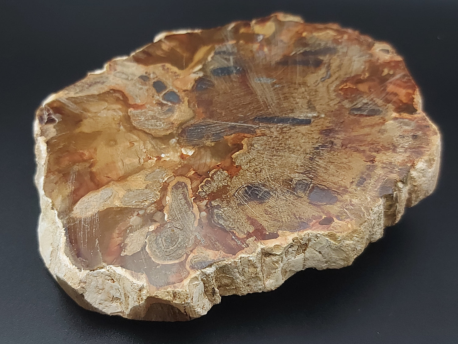 Plaque | Bois Fossilisé 