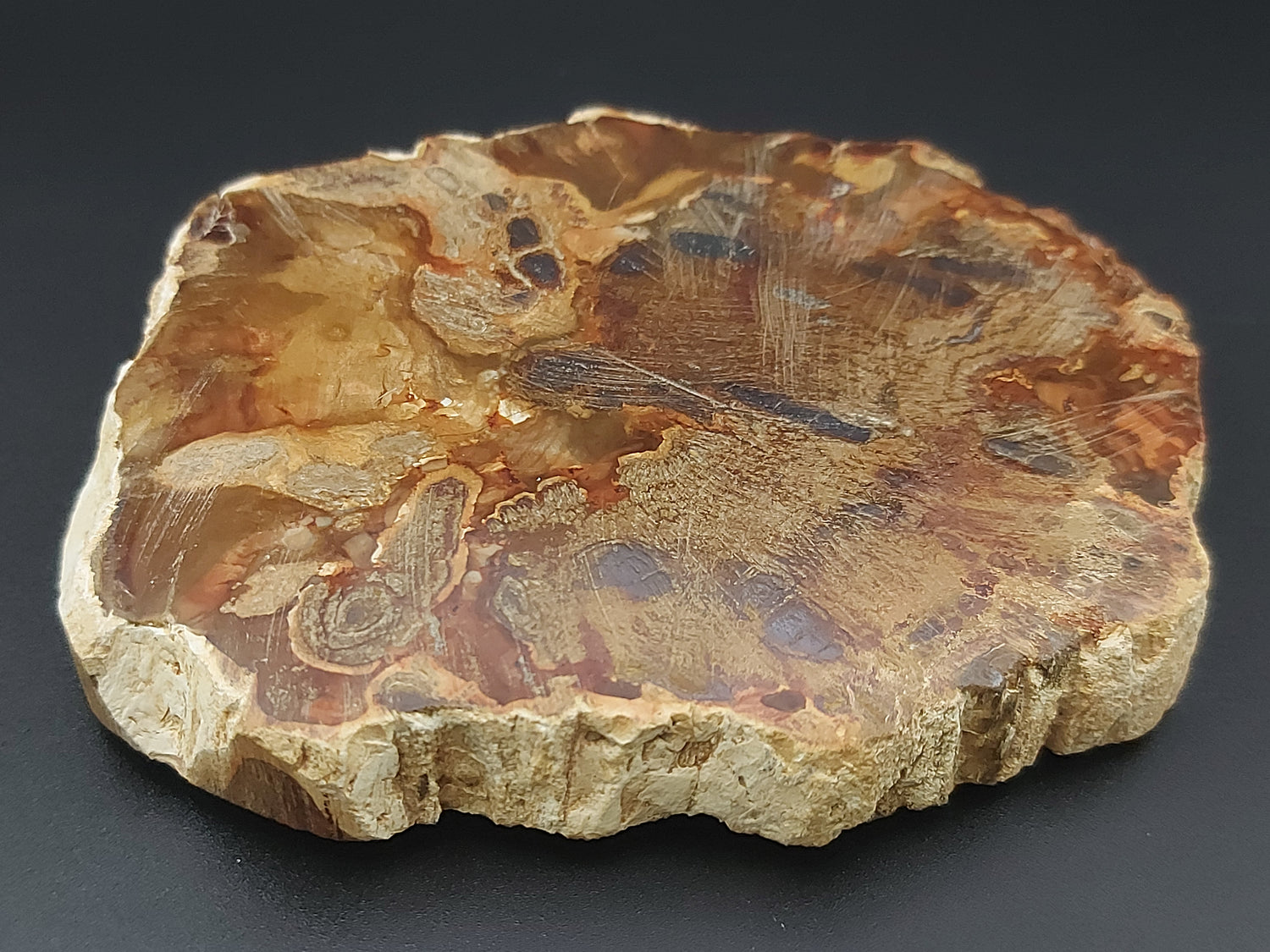 Plaque | Bois Fossilisé 