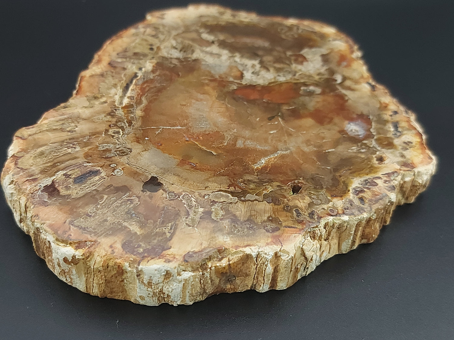 Plaque | Bois Fossilisé 
