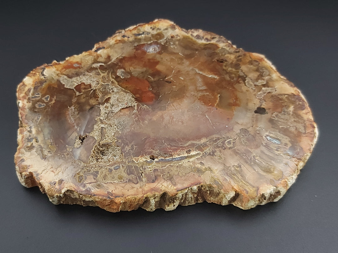 Plaque | Bois Fossilisé 