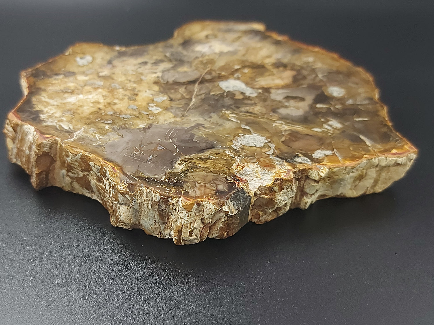 Plaque | Bois Fossilisé 