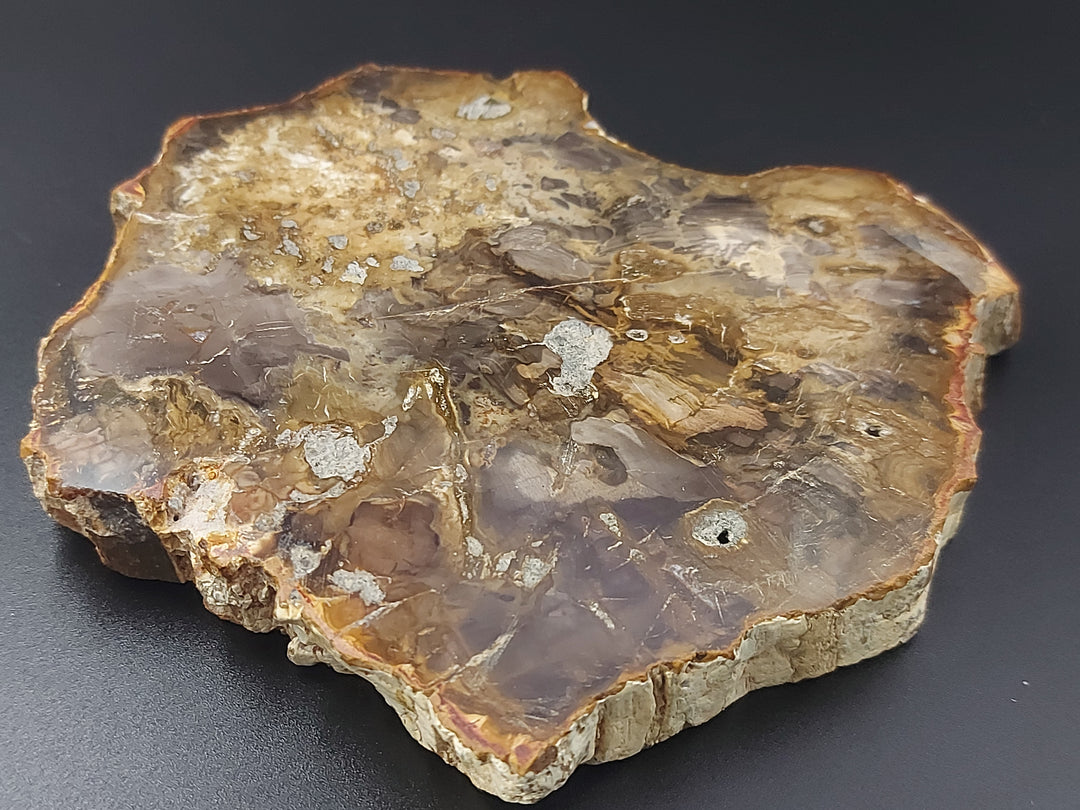 Plaque | Bois Fossilisé 