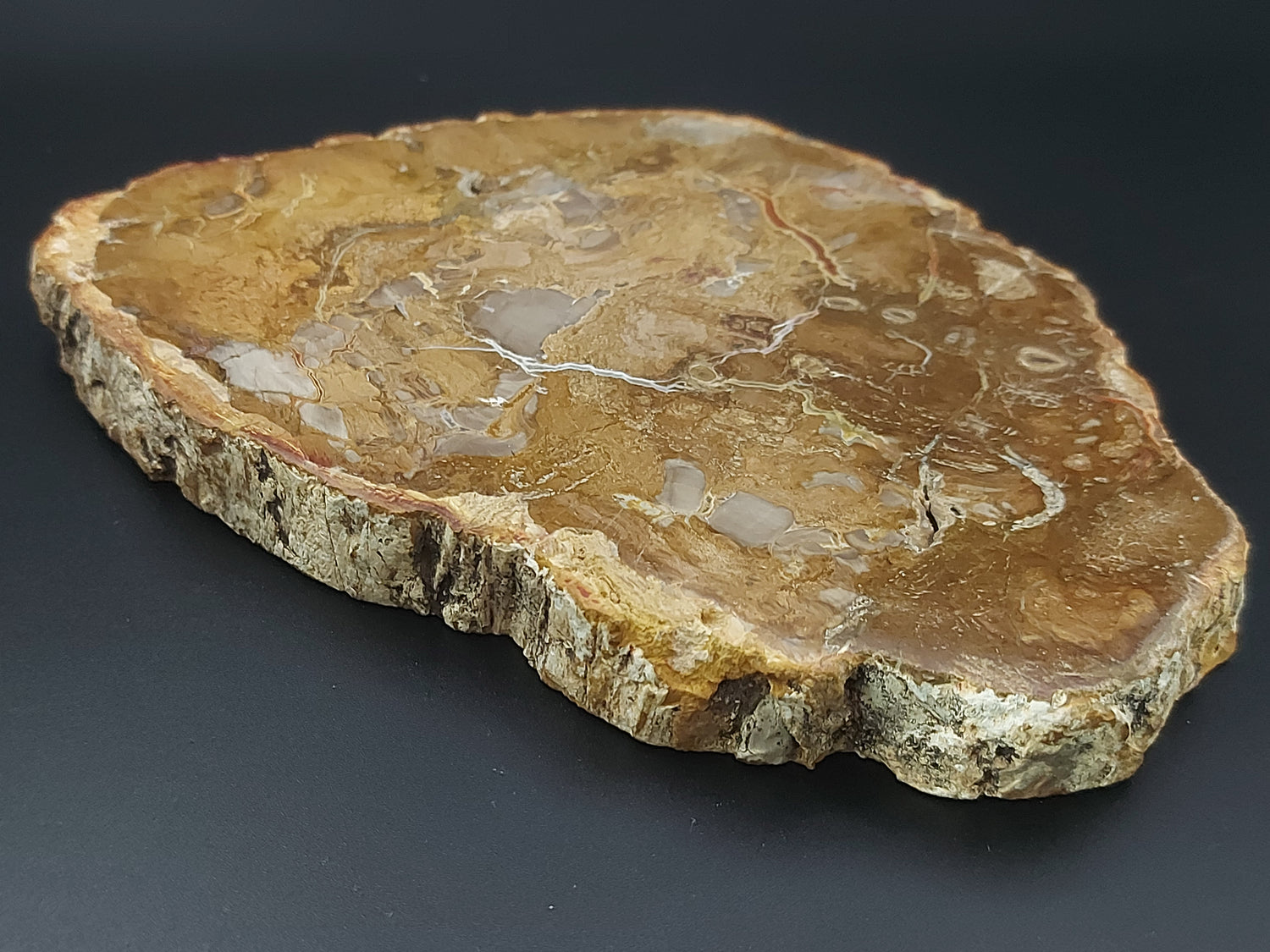 Plaque | Bois Fossilisé 