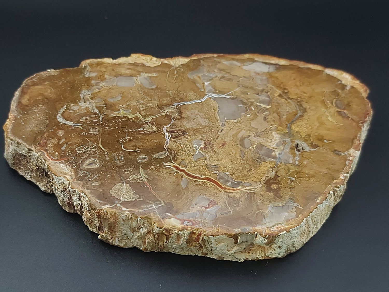 Plaque | Bois Fossilisé 