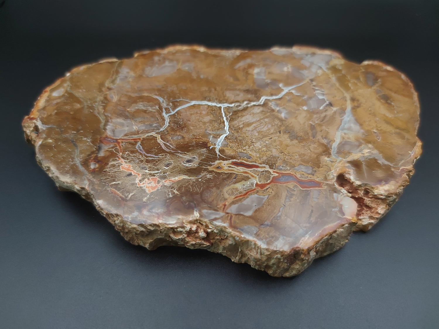 Plaque | Bois Fossilisé 