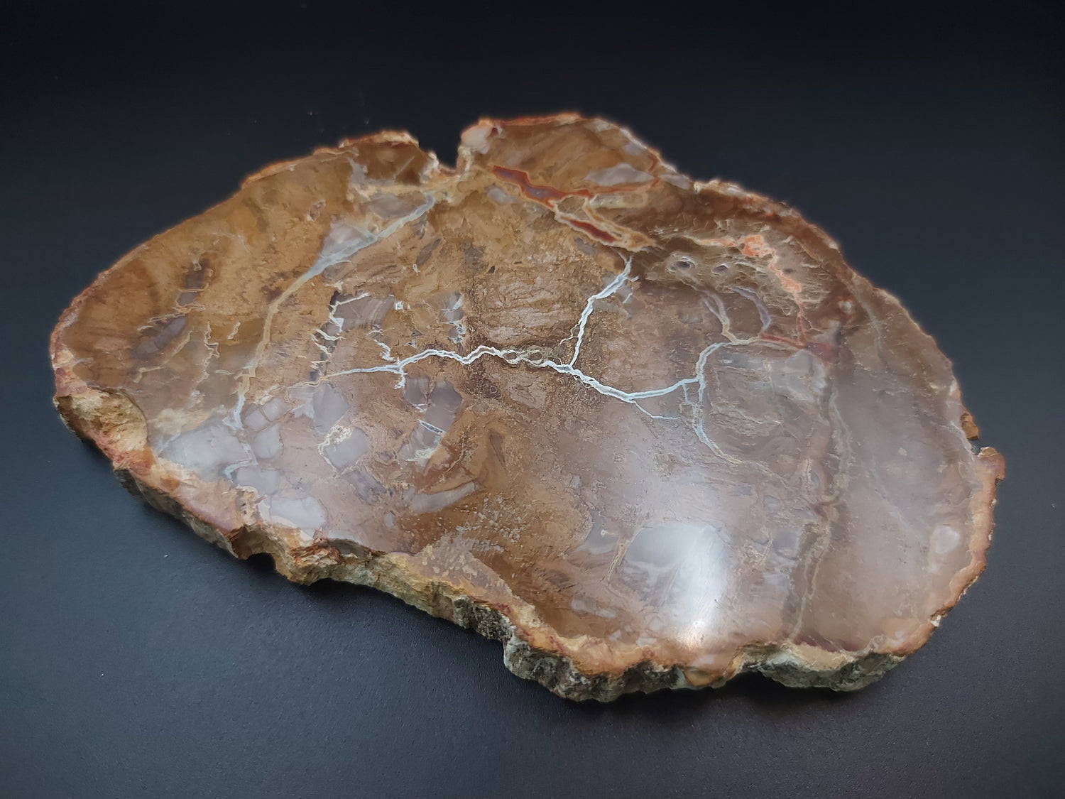 Plaque | Bois Fossilisé 
